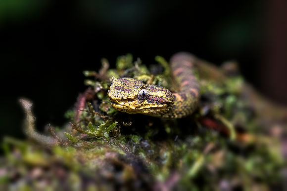 Eyelash Viper