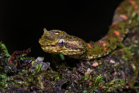 Eyelash Viper