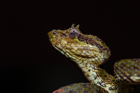 Eyelash Viper
