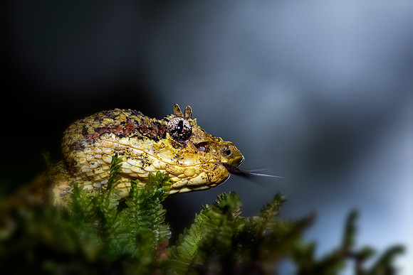 Eyelash Viper
