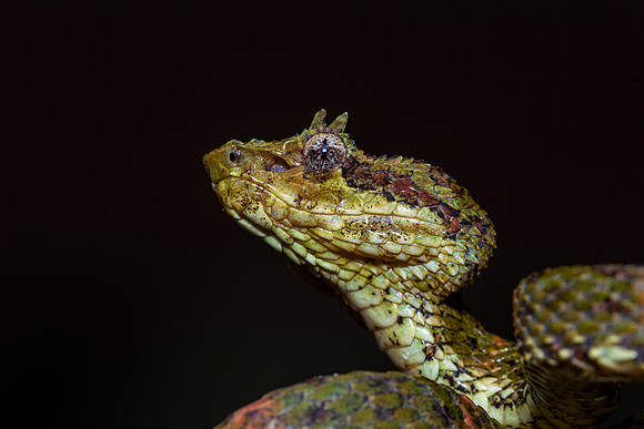 Eyelash Viper