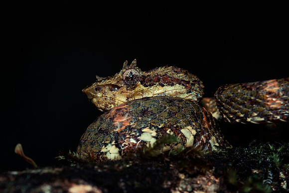 Eyelash Viper