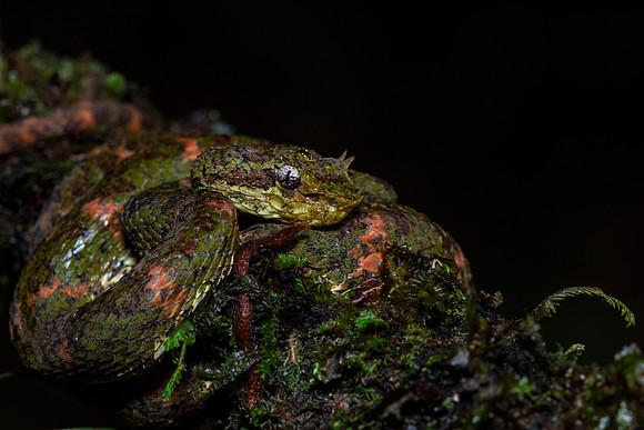 Eyelash Viper