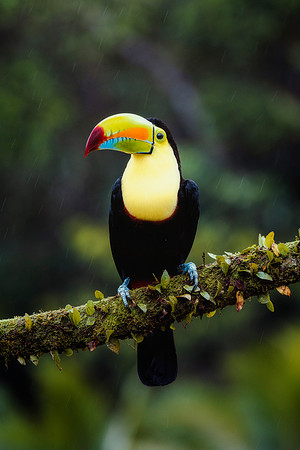 Keel Billed Toucan