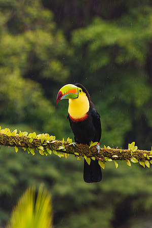 Keel Billed Toucan