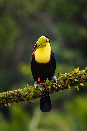 Keel Billed Toucan