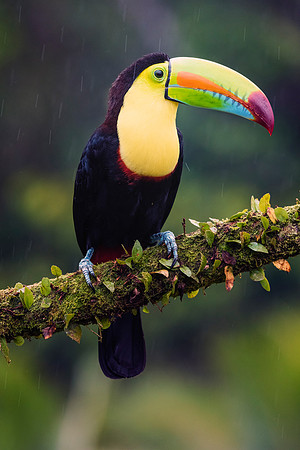 Keel Billed Toucan