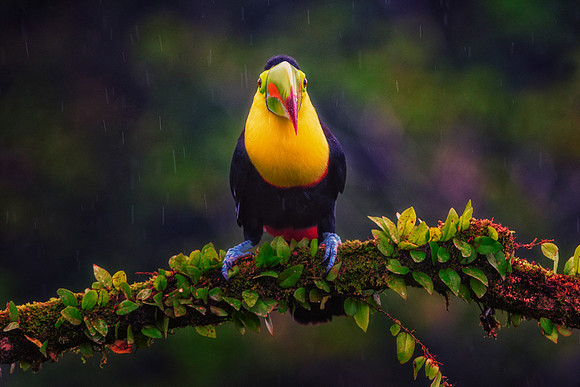 Keel Billed Toucan