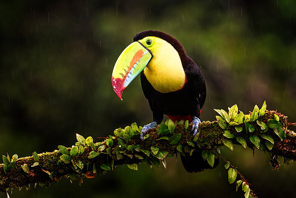 Keel Billed Toucan