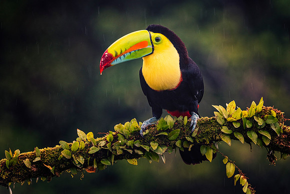 Keel Billed Toucan