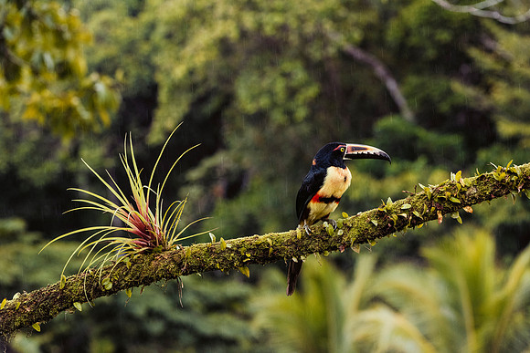 Collared Aracari