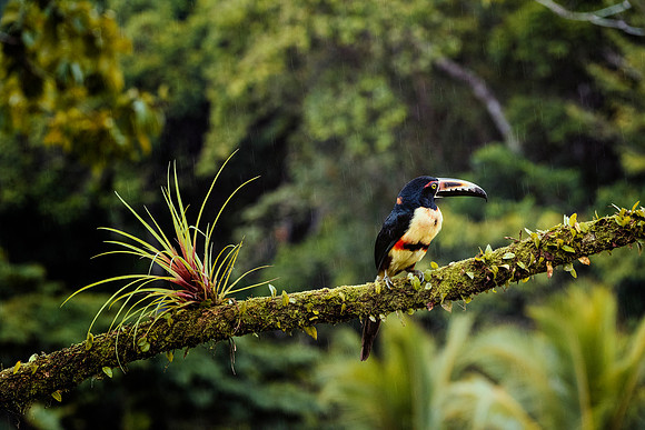 Collared Aracari