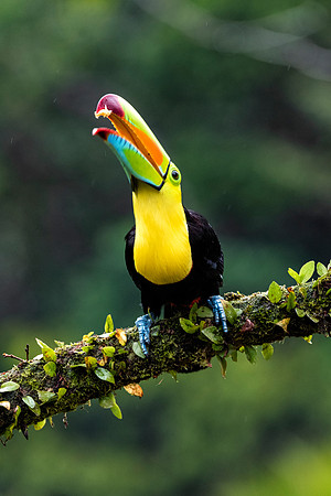Keel Billed Toucan