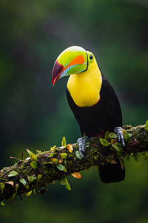 Keel Billed Toucan
