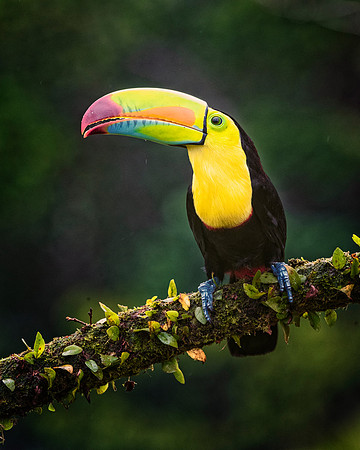 Keel Billed Toucan