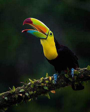Keel Billed Toucan