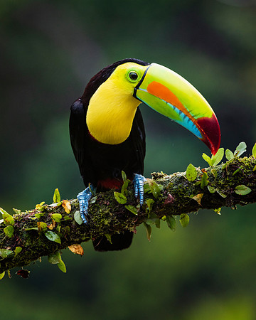 Keel Billed Toucan