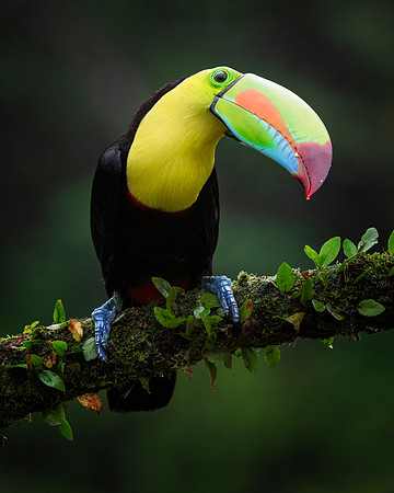 Keel Billed Toucan