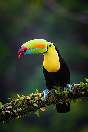 Keel Billed Toucan