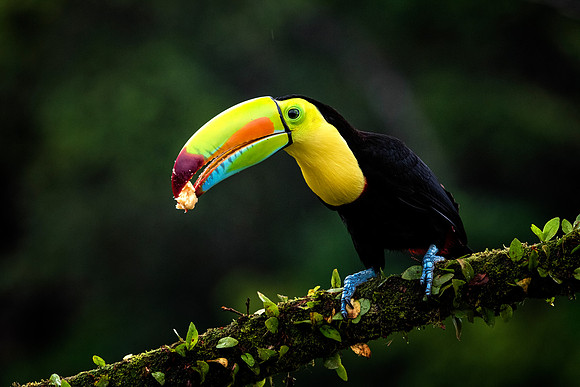 Keel Billed Toucan