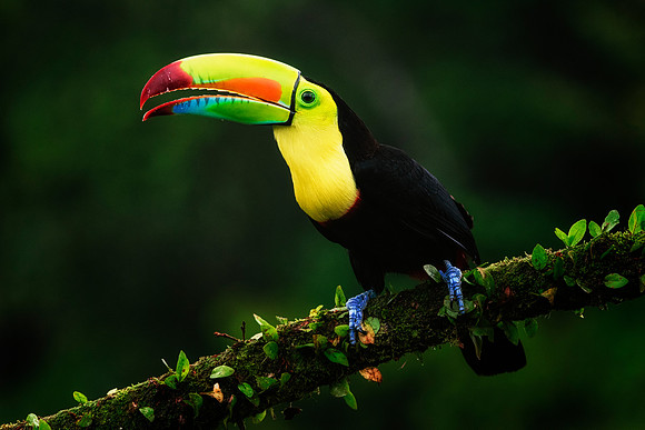 Keel Billed Toucan