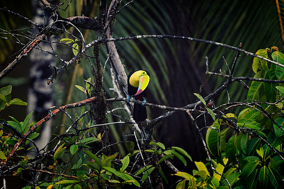 Keel Billed Toucan