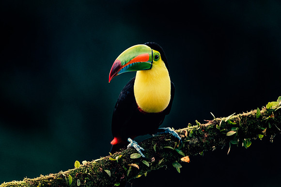 Keel Billed Toucan