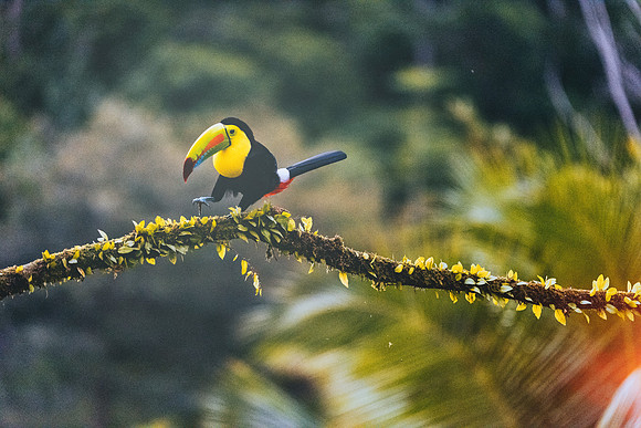 Keel Billed Toucan