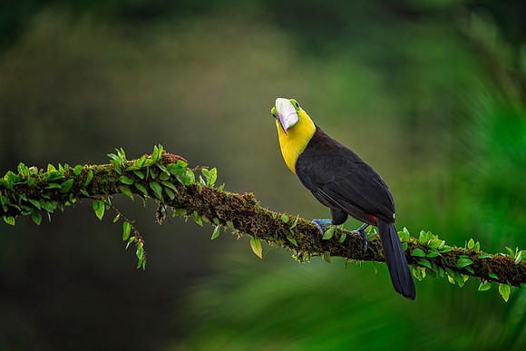 Keel Billed Toucan