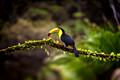 Birds of Costa Rica