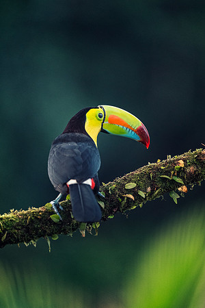 Keel Billed Toucan