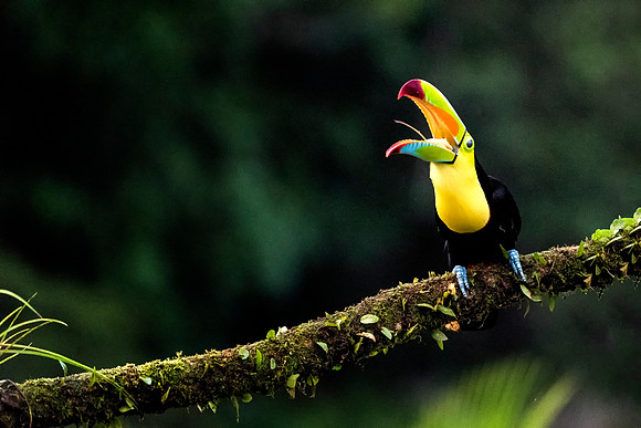 Keel Billed Toucan
