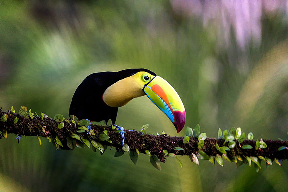 Keel Billed Toucan