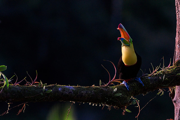 Keel Billed Toucan