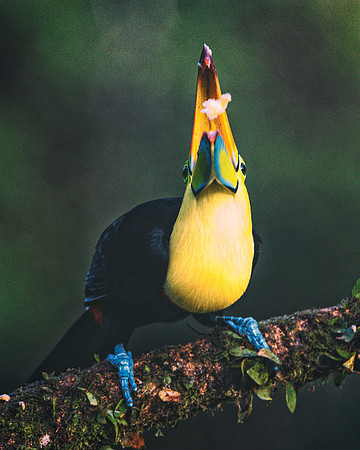 Keel Billed Toucan