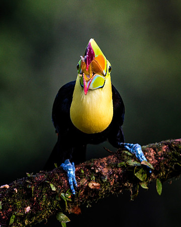 Keel Billed Toucan