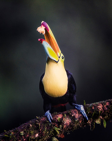 Keel Billed Toucan