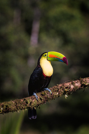 Keel Billed Toucan