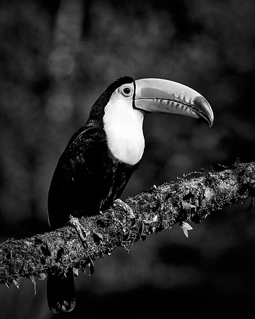 Keel Billed Toucan
