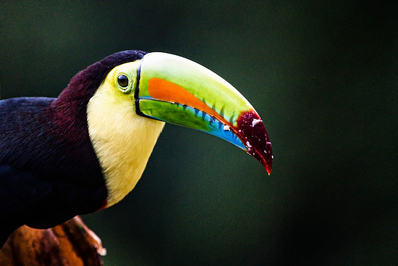 Keel Billed Toucan