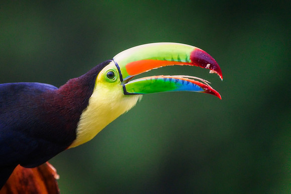 Keel Billed Toucan