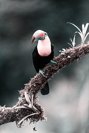 Keel Billed Toucan