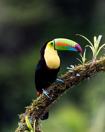 Keel Billed Toucan