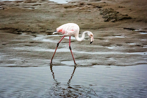 Flamingo