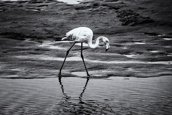Flamingo