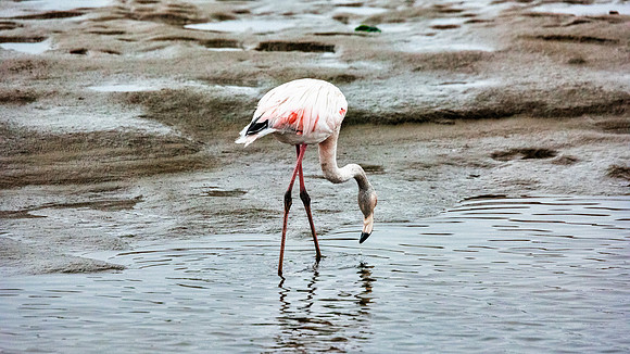 Flamingo