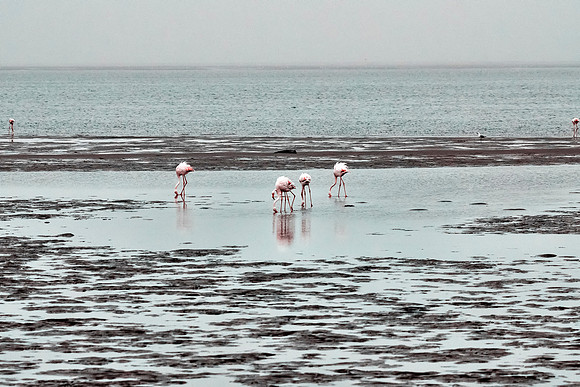 Flamingos