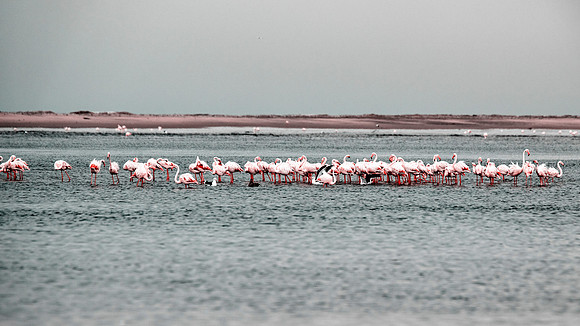 Flamingos