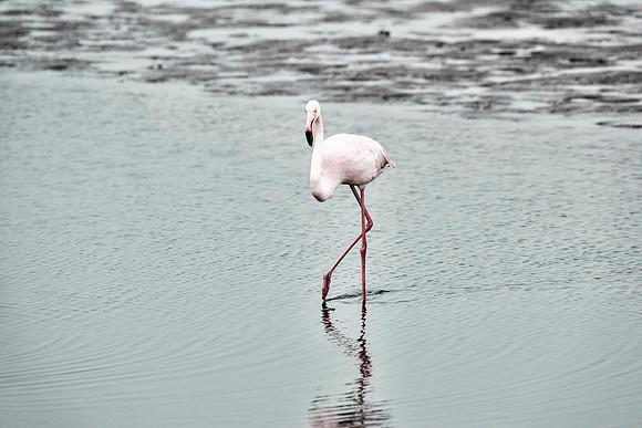 Flamingo