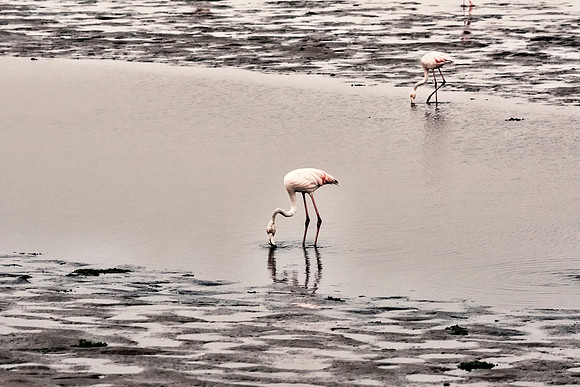 Flamingos